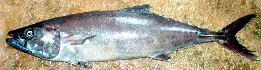 Lepidocybium flavobrunneum_05.jpg